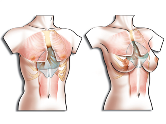 actualité chirurgie esthétique